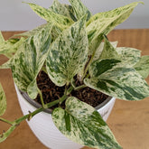 Neon + Marble Pothos, with 5.5 inches white decor pot